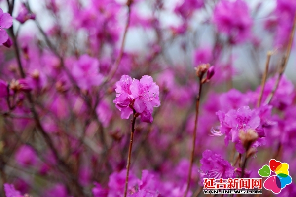 【组图】金达莱花又盛开 - 延吉新闻网