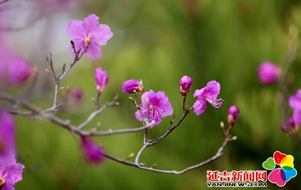 延边金达莱花又盛开了