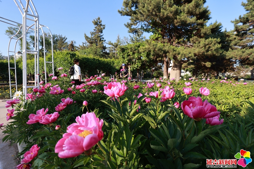 图说延吉｜初夏，人民公园芍药花开正好