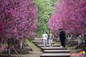 图看延吉｜延吉公园梅花盛开 市民踏春赏梅