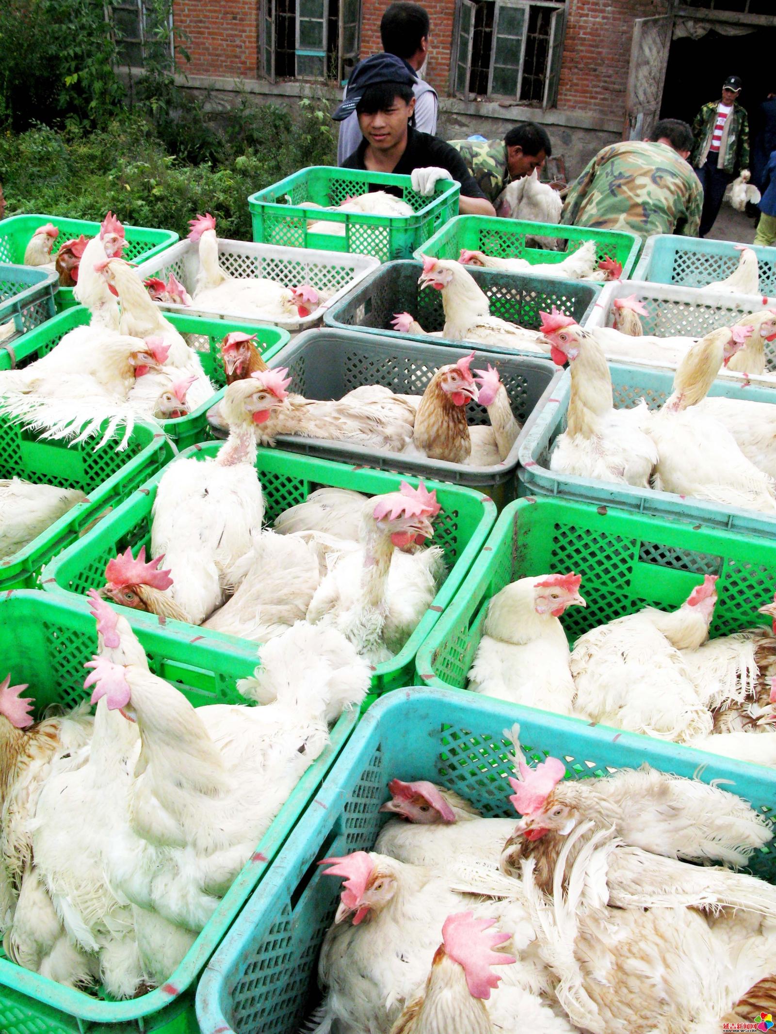 作品：搬迁  内容：2007年9月18日，延吉市为保护水源，将三道湾镇的养鸡厂向外迁移。