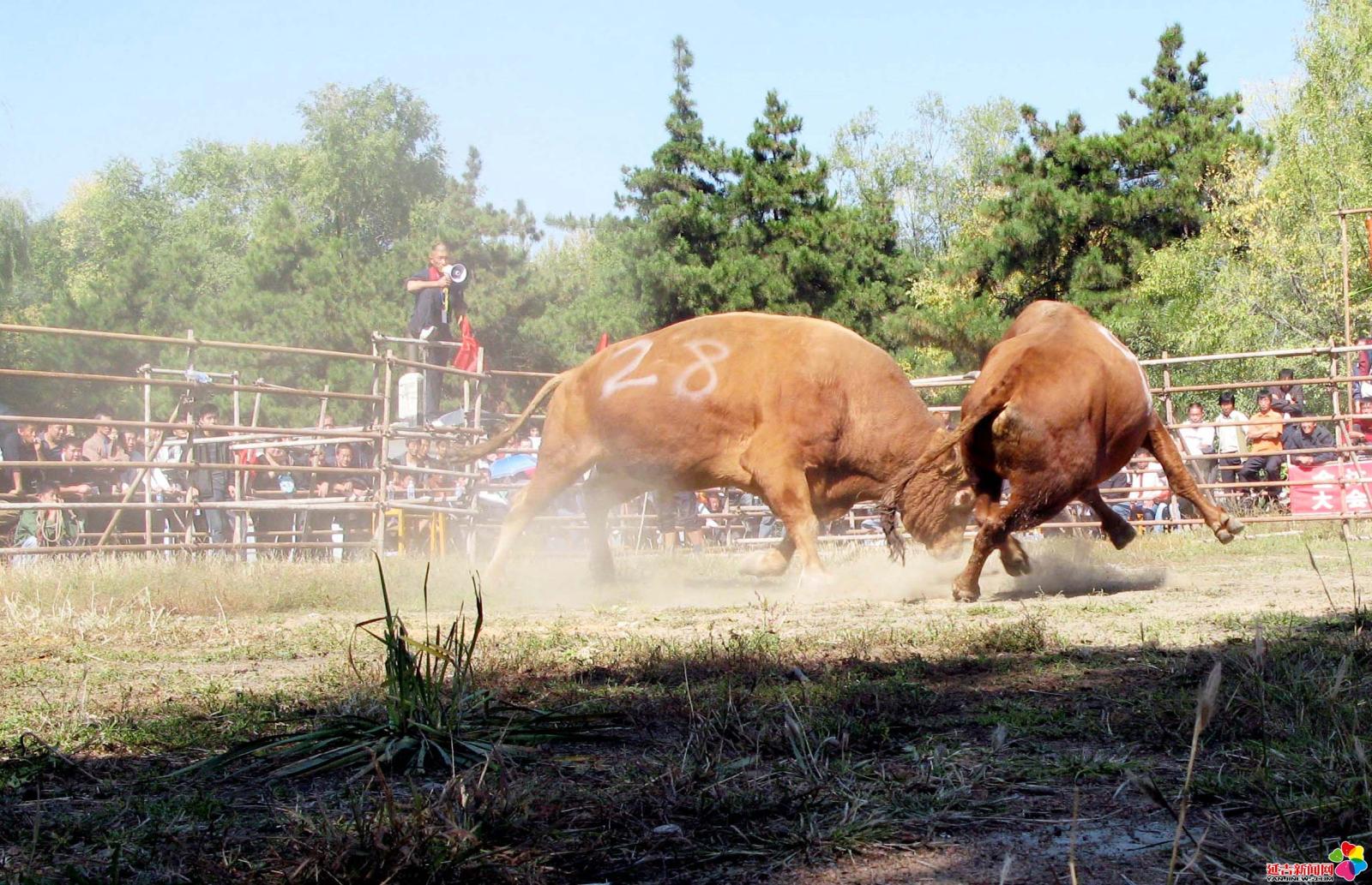 作品：斗牛   内容：2007年10月2日，延边朝鲜族传统斗牛比赛。