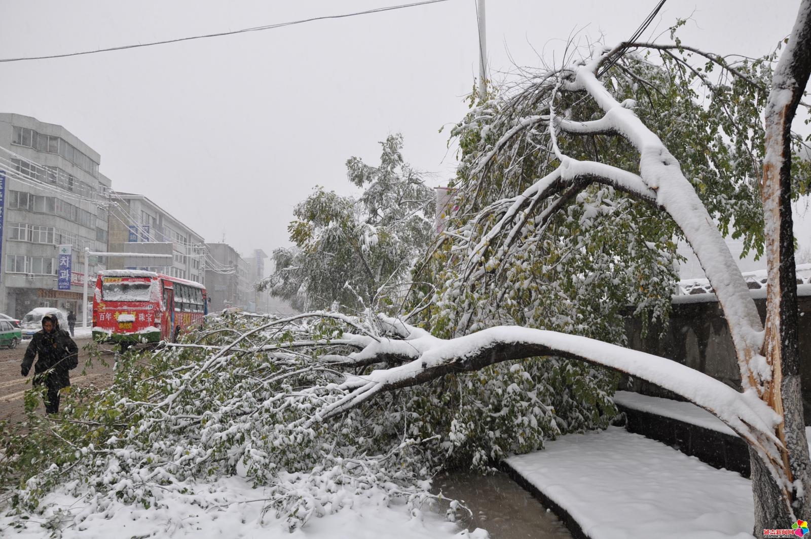 作品：雪灾   内容：2009年10月31日，延吉市普降暴雪，雪灾造成大量树木损坏。