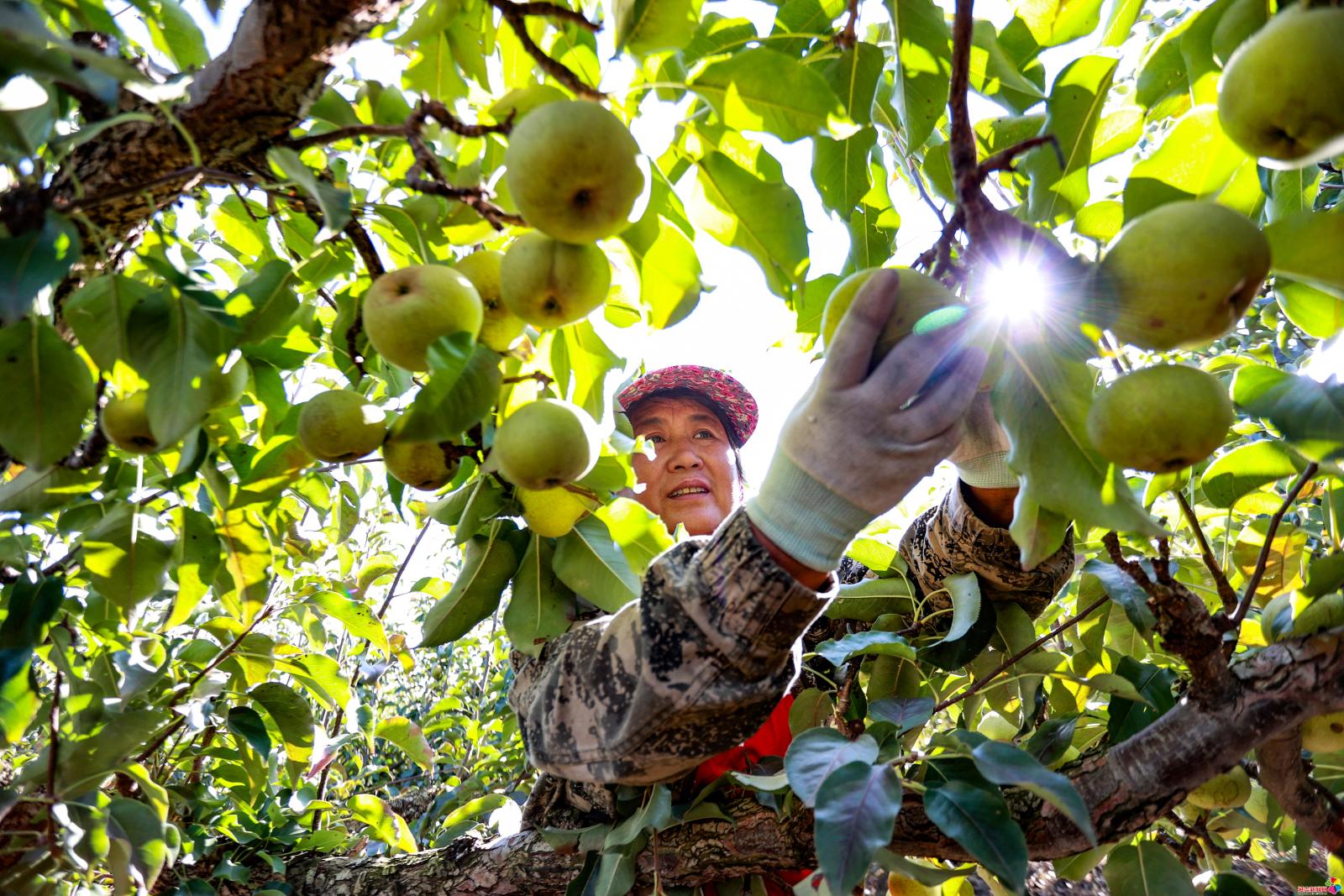 作品：丰收的喜悦  内容：2024年9月27日，延吉市朝阳川镇德新村30公顷苹果梨丰收采摘。