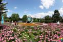 芍药花开引客来 延吉公园花香四溢迎夏日