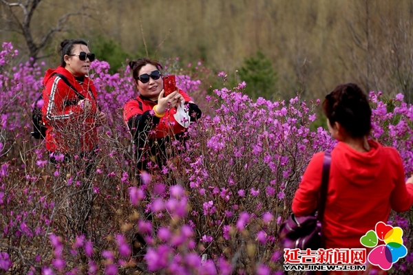 组图金达莱花又盛开