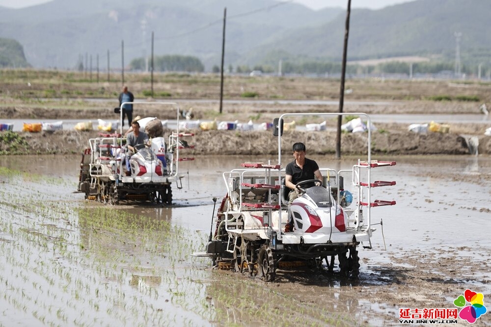 延吉:机械化助力水稻插秧 2000公顷稻田绿意渐浓 - 延吉新闻网