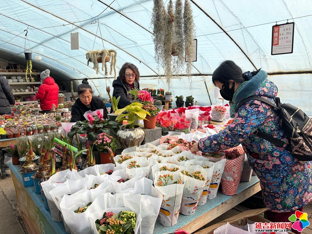 2026新春走基层｜延吉年宵花市场姹紫嫣红 花香满溢迎新春