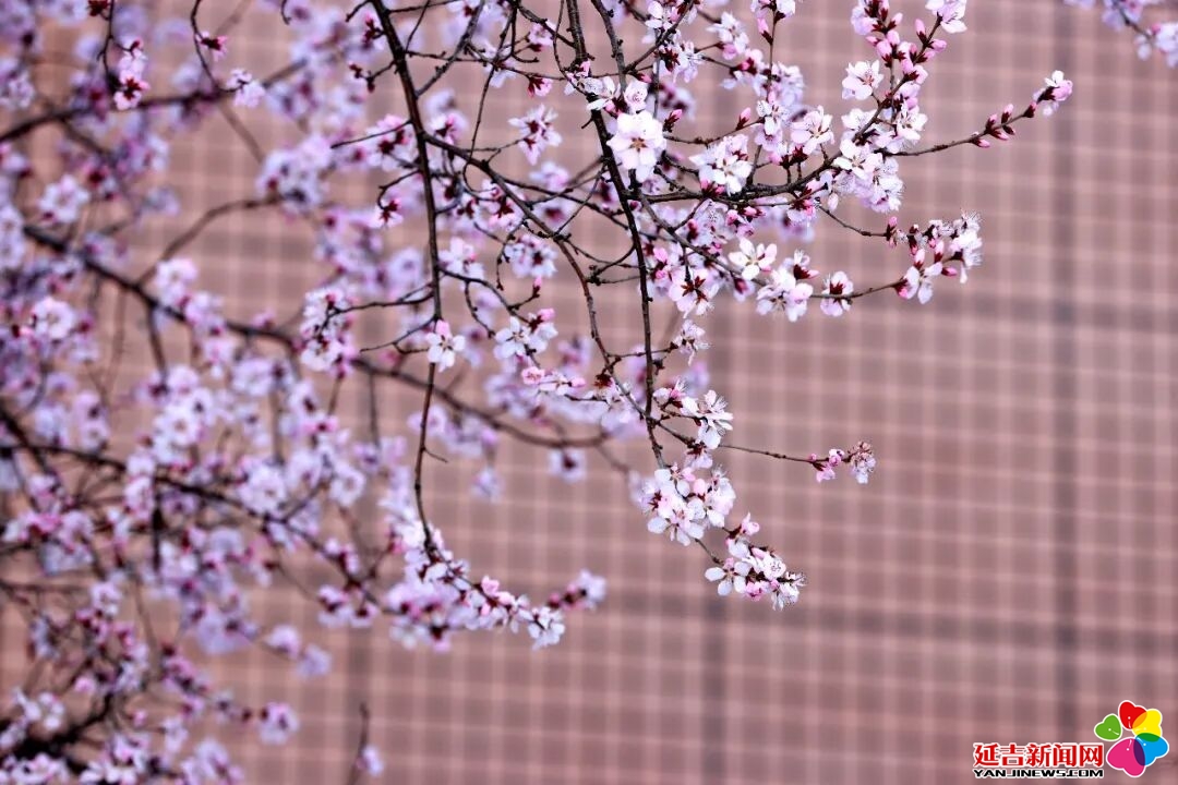 延吉春日来 又见桃花开