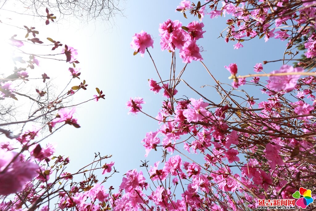 人民公园金达莱盛放 一城春色引客来